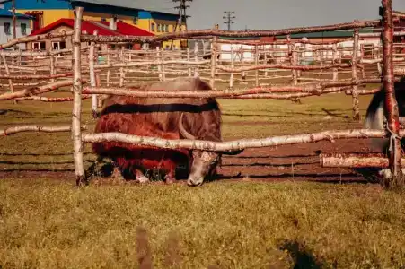 Мурманская страусиная ферма - 3