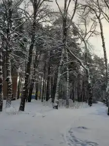 Красный Бор - 83