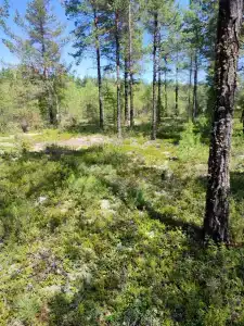 Солнечный - 13