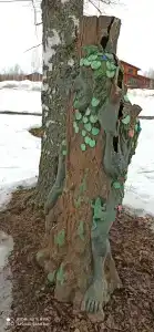 База отдыха Некрасовские Дачи - 51