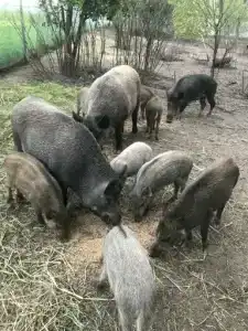 Лукоморье - 43