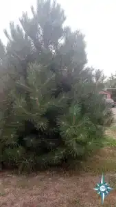 Портофлот - 36