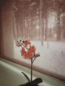 Чайка - 10