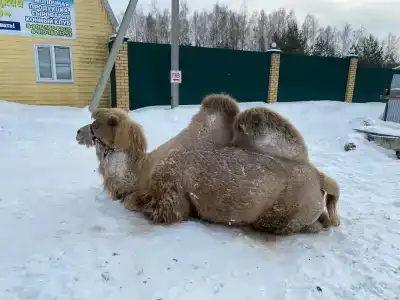 Гостецкий двор - 17