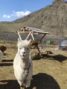 Альпака - 48