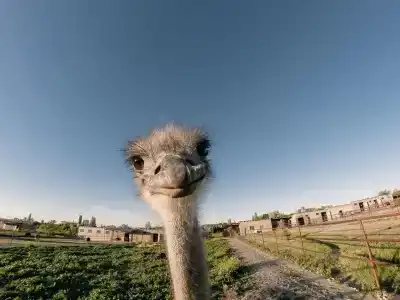 Страусиная ферма Экзотик - 3