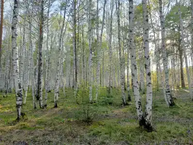 Политехник - 5