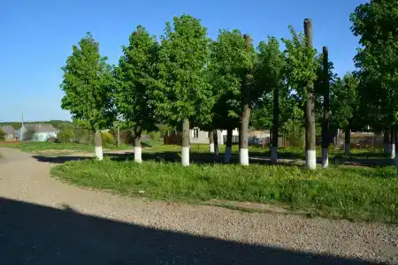 Лес среди болот - 25