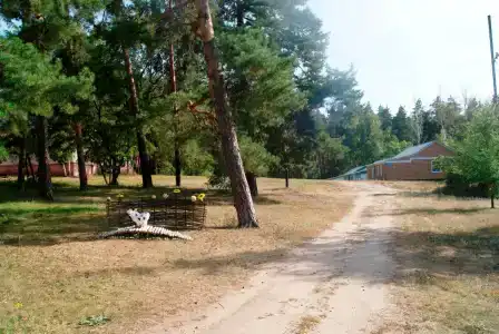 Лесная жемчужина - 0