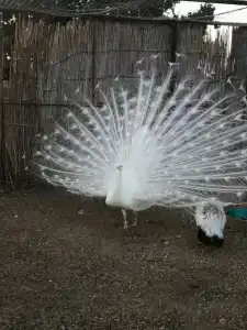 Страусиная ферма Экзотик - 70