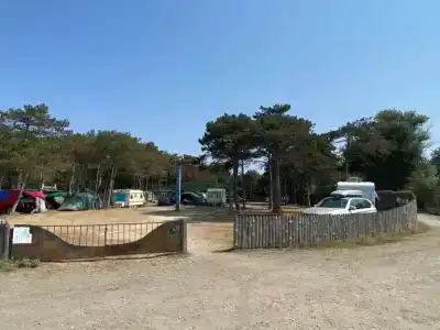 Сосновый бор - 0