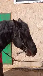 Храброво - 32