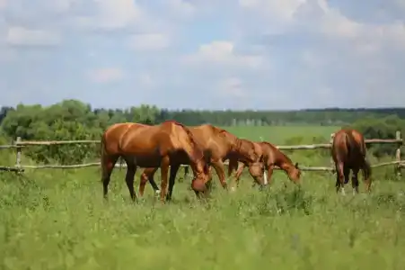 Богатица - 9