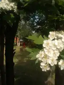 Мечта - 8