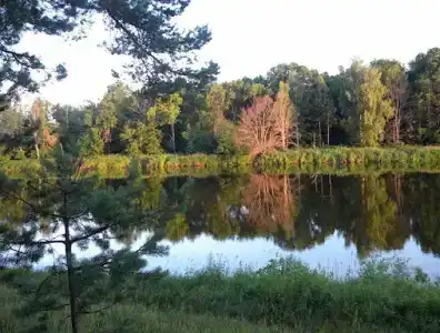 Русский лес - 4