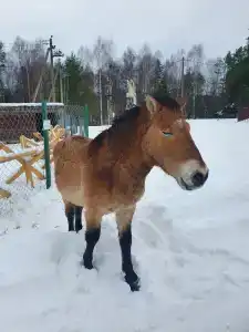 Конный Двор в Пржевальском - 54