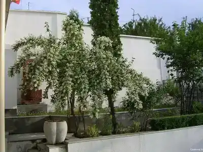 Казанова - 33