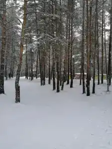 Домик в лесу - 8