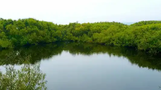 Сосновые родники - 1