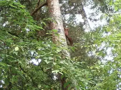 Звездный - 2