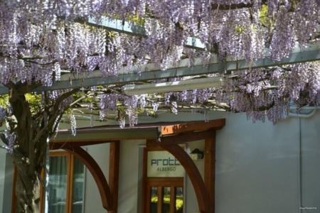 Albergo Ristorante Protti - 4