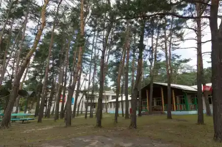Сосновый бор - 3