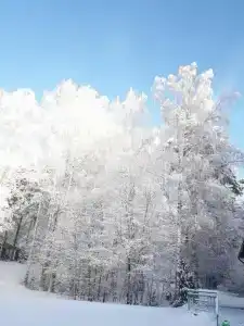 Кусторка - 3