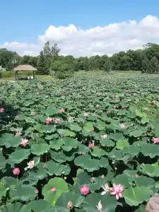 Хуторок - 47