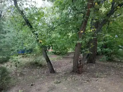 Бодрость - 50