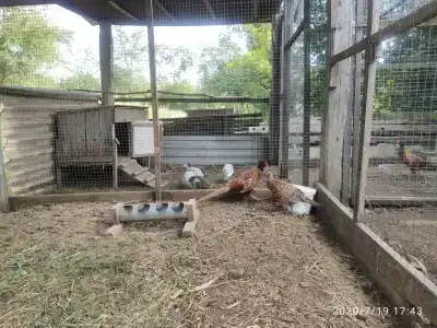 Ширванкаlife - 10