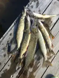 Бараново - 3