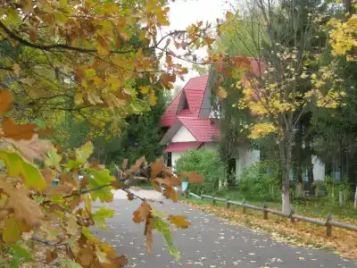 Подсолнухи - 14