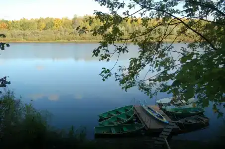 Подсолнухи - 25