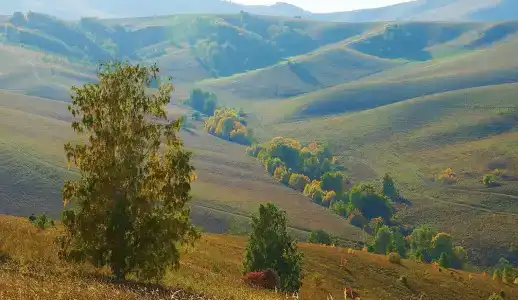 Медвежий Угол Алтай - 45