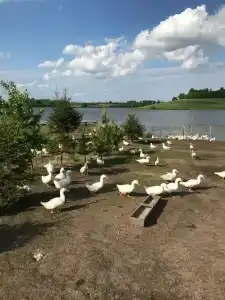 Лукоморье - 42