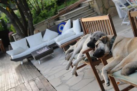 Beyaz Ev Agva - Adult only +15 - 30