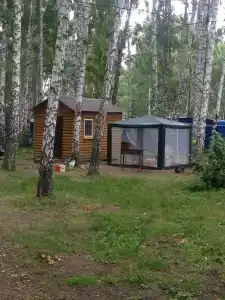 Берёзовая роща - 0