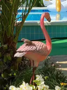 Фламинго - 43