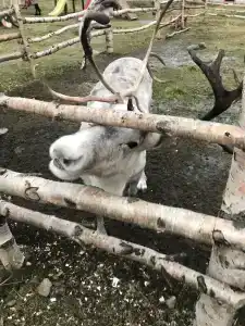 Мурманская страусиная ферма - 6