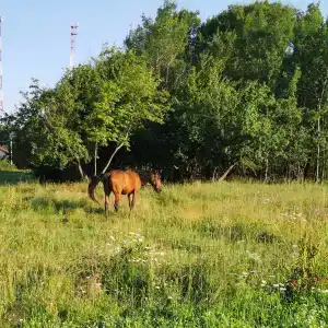 Храброво - 12