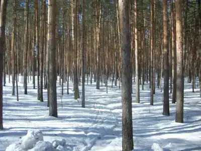 Русский лес - 10