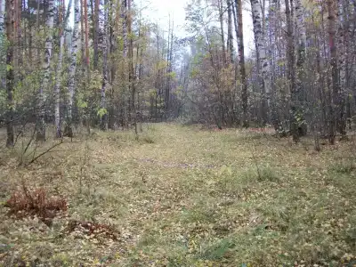 Русский лес - 8