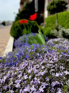 Diamond Park - 23