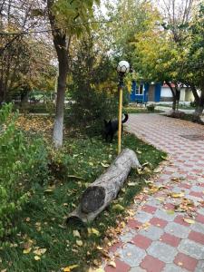 Золотая Рыбка - 18