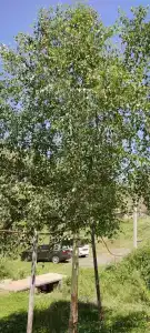 Дом для отдыха от городской суеты - 10