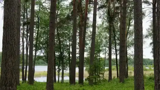 Вуокса-вирта - 12