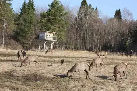 Королевская охота - 19
