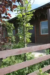 Рыжий Лис - 3