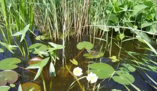 База отдыха у Никитича - 8