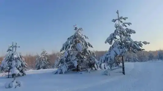 Форест Парк - 14